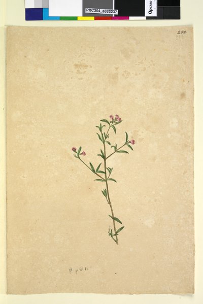 Sayfa 252. Tanımlanamayan bitki, c.1803-06 (wc, kalem, mürekkep ve kurşun kalem) by John William Lewin