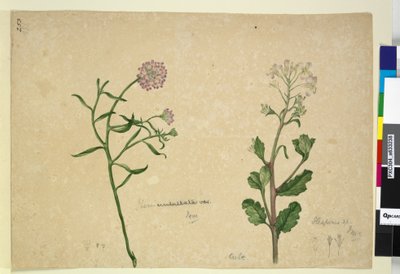 Sayfa 253. Iberis umbellata; Hesperis sp., c.1803-06 (wc, kalem, mürekkep ve kurşun kalem) by John William Lewin