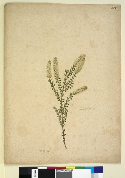 Sayfa 255. Melaleuca, c.1803-06 (wc, kalem, mürekkep ve kurşun kalem) by John William Lewin