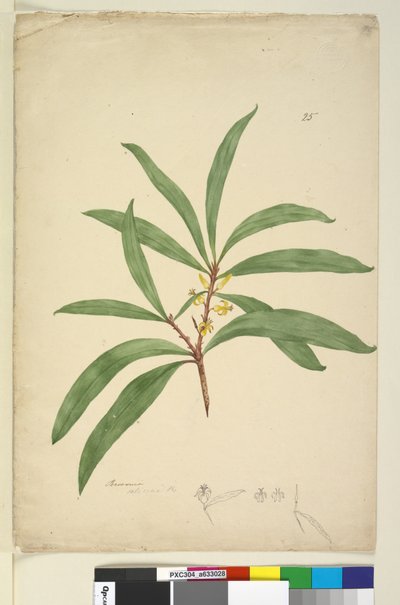 Sayfa 25. Persoonia salicina, c.1803-06 (wc, kalem, mürekkep ve kurşun kalem) by John William Lewin