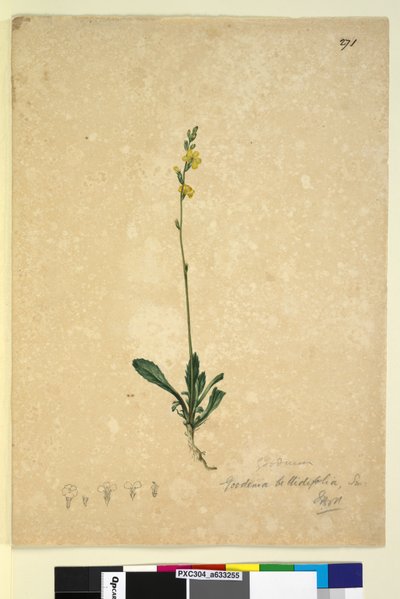 Sayfa 271. Goodenia bellidifolia, c.1803-06 (wc, kalem, mürekkep ve kurşun kalem) by John William Lewin