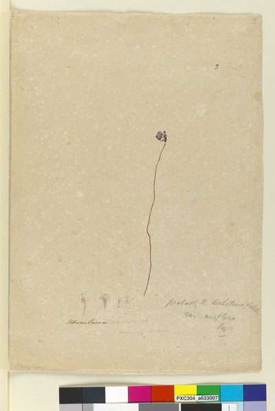 Sayfa 2. Utricularia dichotoma, c.1803-06 (wc, kalem, mürekkep ve kurşun kalem) by John William Lewin