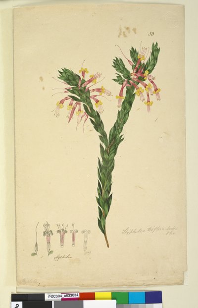 Sayfa 33. Styphelia triflora, c.1803-06 (wc, kalem, mürekkep ve kurşun kalem) by John William Lewin