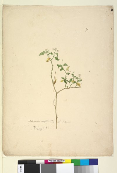 Sayfa 39. Solanum nigrum, c.1803-06 (wc, kalem, mürekkep ve kurşun kalem) by John William Lewin