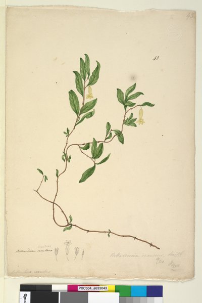 Sayfa 43. Billardiera scandens, c.1803-06 (wc, kalem, mürekkep ve kurşun kalem) by John William Lewin