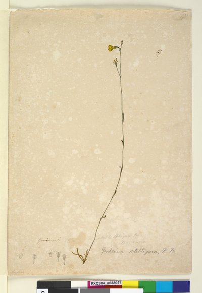 Sayfa 47. Goodenia stelligera, c.1803-06 (wc, kalem, mürekkep ve kurşun kalem) by John William Lewin