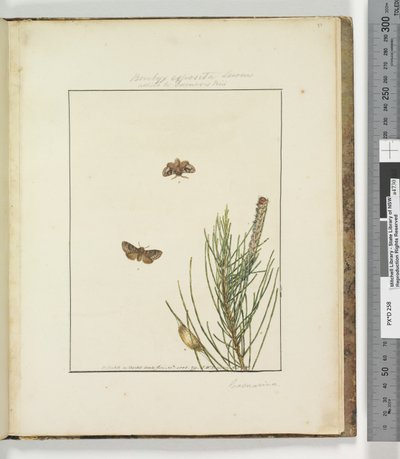 Sayfa 51. Levha 13 Bombyx Exposita Lewin müttefiki..., 1803-04 (el ile boyanmış gravür baskıları) by John William Lewin