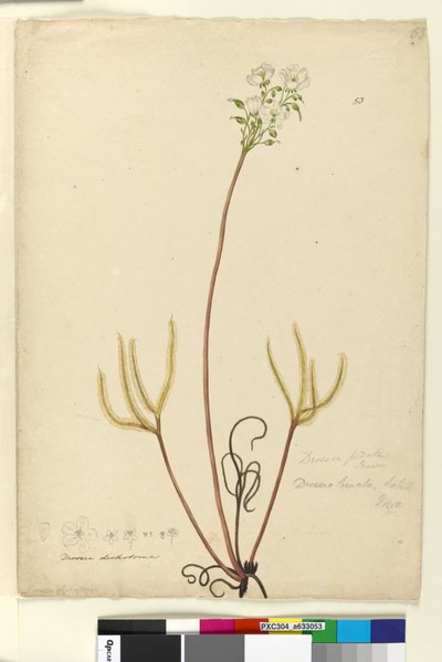 Sayfa 53. Drosera binata, c.1803-06 (wc, kalem, mürekkep ve kurşun kalem) by John William Lewin