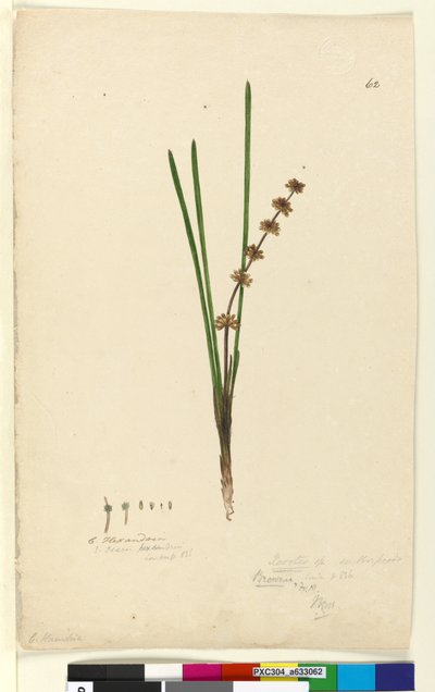 Sayfa 62. Xerotes Lomandra multiflora, c.1803-06 (wc, kalem, mürekkep ve kurşun kalem) by John William Lewin