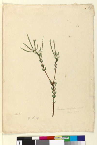 Sayfa 64. Baeckea densifolia, c.1803-06 (wc, kalem, mürekkep ve kurşun kalem) by John William Lewin