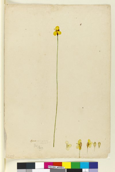 Sayfa 6. Xyris operculata, c.1803-06 (wc, kalem, mürekkep ve kurşun kalem) by John William Lewin