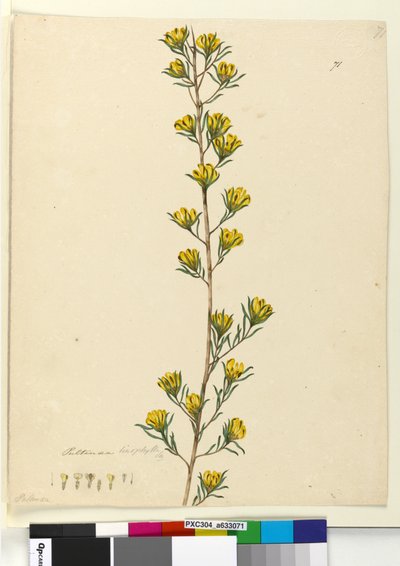 Sayfa 71. Pultenaea linophilla, c.1803-06 (wc, kalem, mürekkep ve kurşun kalem) by John William Lewin