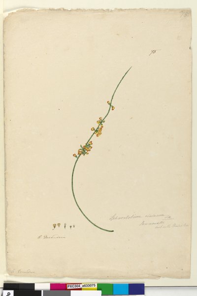 Sayfa 75. Sphaerolobium vimineum, c.1803-06 (wc, kalem, mürekkep ve kurşun kalem) by John William Lewin