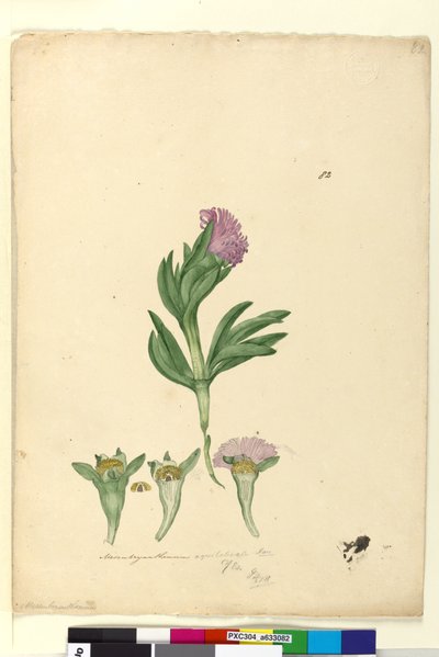 Sayfa 82. Mesembryanthemum aequilaterale, c.1803-06 (wc, kalem, mürekkep ve kurşun kalem) by John William Lewin