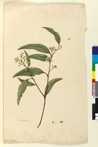 Sayfa 83. Okaliptüs, c.1803-06 (wc, kalem, mürekkep ve kurşun kalem) by John William Lewin