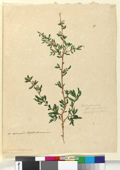 Sayfa 88. Leptospermum flavescens, c.1803-06 (wc, kalem, mürekkep ve kurşun kalem) by John William Lewin
