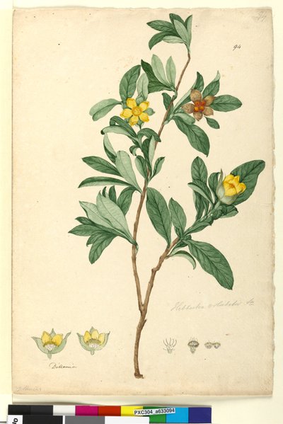 Sayfa 94. Hibbertia volubilis syn. Hibbertia scandens, c.1803-06 (wc, kalem, mürekkep ve kurşun kalem) by John William Lewin