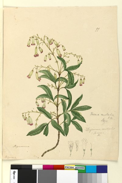 Sayfa 99. Bignonia australisPandorea pandorana, c.1803-06 (wc, kalem, mürekkep ve kurşun kalem) by John William Lewin