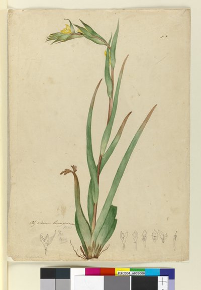 ben. Phylidrum lanuginosum, c.1803-06 (wc, kalem, mürekkep ve kurşun kalem) by John William Lewin