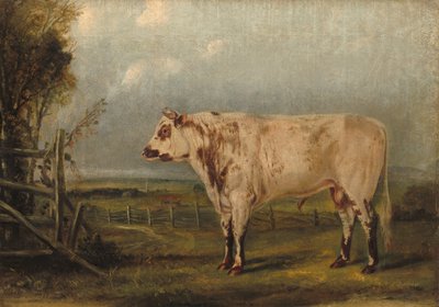 Genç Boğa, c. 1849. by John Woodhouse Audubon