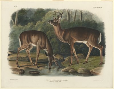 Geyik Virginianus by John Woodhouse Audubon