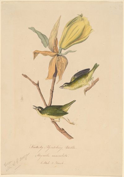 Kentucky Sinek Yakalayan Ötleğen by John Woodhouse Audubon
