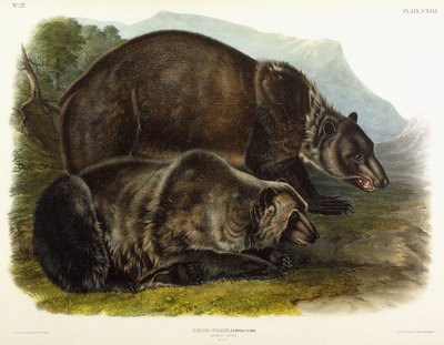 Erkek Boz Ayı, 1848 by John Woodhouse Audubon