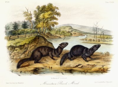 Mountain Brook Vizon, c.1849-1854 by John Woodhouse Audubon