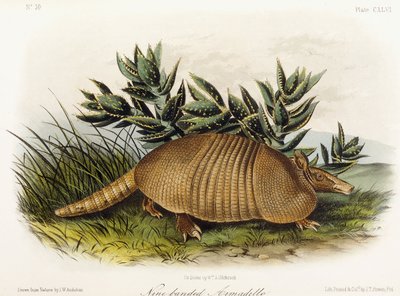 Dokuz bantlı Armadillo, 1849-1854 by John Woodhouse Audubon