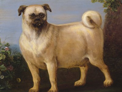 Manzaradaki Bir Pug by John Wootton