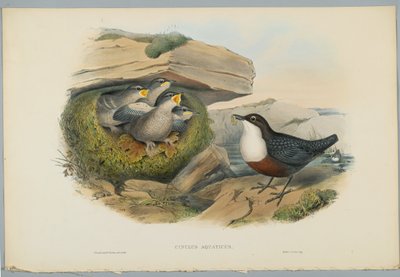 Cinclus Aquaticus - H. C. Richter tarafından oyulmuş Su Ousel veya Kepçe by John after Gould