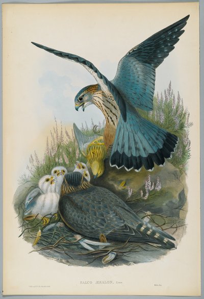 Falco Aesalon - Merlin, J. Wolf tarafından çizilmiş, H.C. Richter tarafından oyulmuş by John after Gould