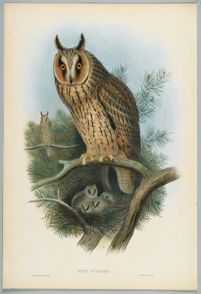 Otus Vulgaris - Uzun Kulaklı Baykuş, J. Wolf tarafından çizilmiş, H.C. Richter tarafından oyulmuş by John after Gould