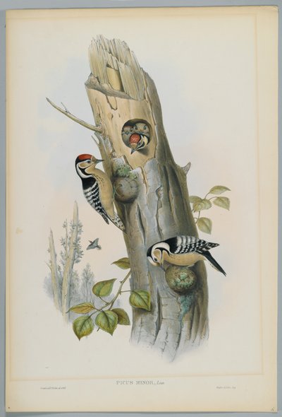 Picus Minor - H. C. Richter tarafından oyulmuş Küçük Benekli Ağaçkakan by John after Gould