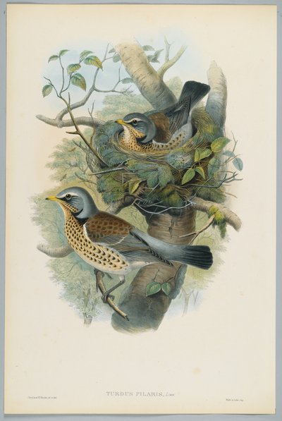 Turdus Pilarus - Ardıç ardıç, H. C. Richter tarafından oyulmuş by John after Gould