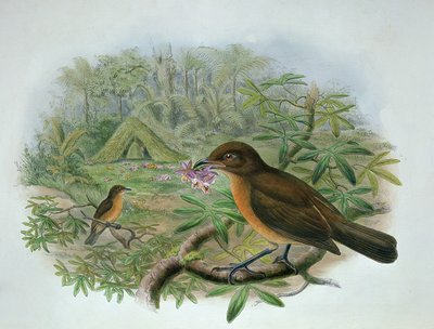 Amblyornis Inornatus, Vogelkop Bahçıvan Bowerbird by John and Hart, William Gould