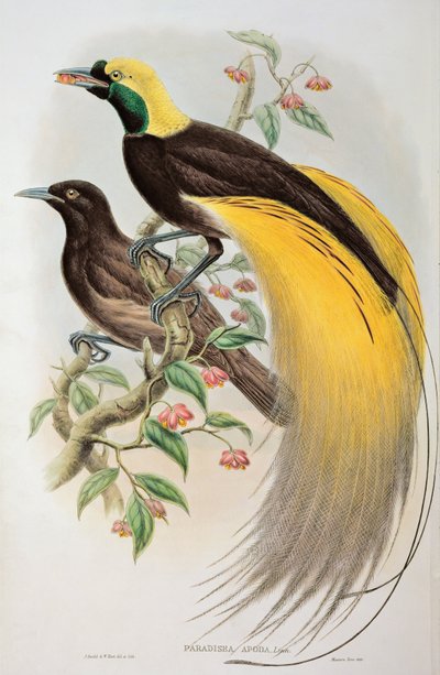 Cennet Kuşu: Büyük, Paradisaea Apoda by John and Hart, William Gould