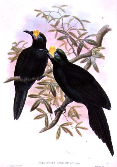 Paradigalla Carunculata by John and Hart, William Gould