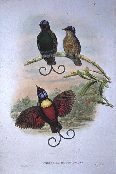 Wilsons Phyllodes Respublica - Cennet Kuşu by John and Hart, William Gould
