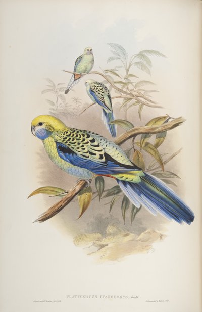 Platycerus cyanogenus, John Gould tarafından yazılan The Birds of Australia