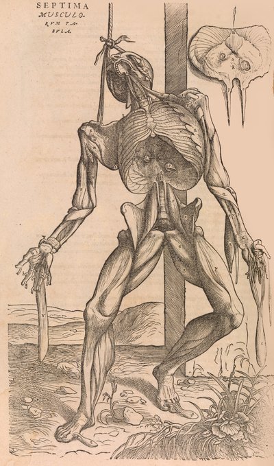 İnsan Vücudunun Yapısının De humani corporis Fabrica, 1555. by John of Calcar
