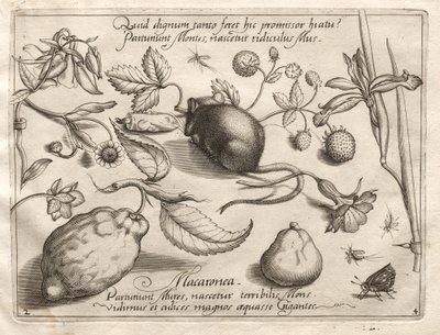 Arketipler ve Çalışmalar: Böyle büyük bir vaadine uygun olarak ne ortaya çıkabilir, 1592. by Joris Hoefnagel