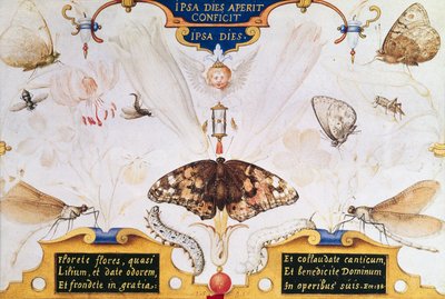 Çiçekler ve böceklerle iki kişilik tablo, 1591 (panelde maruflaj ve parşömen) by Joris Hoefnagel