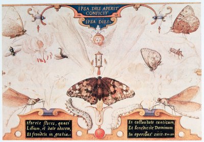 Çiçekler ve böceklerle iki kişilik tablo, 1591. by Joris Hoefnagel