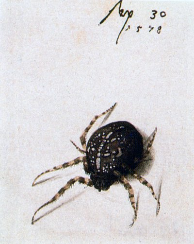 Dişi Örümcek, 1578 by Joris Hoefnagel