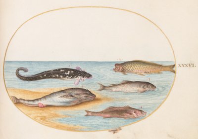 Balık, c.1575-80 by Joris Hoefnagel