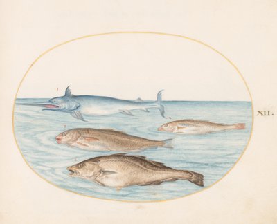 Balık, c.1575-80 by Joris Hoefnagel