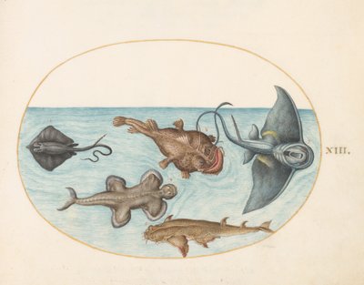 Balık, c.1575-80 by Joris Hoefnagel