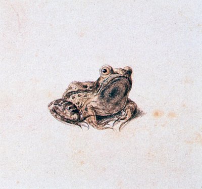 Yeşil Kurbağa, 16. yüzyıl by Joris Hoefnagel