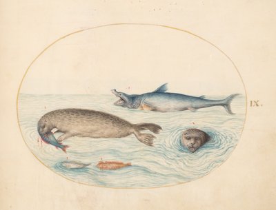 Deniz canlıları, c.1575-80 by Joris Hoefnagel